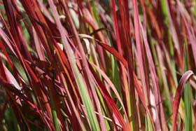 Blutgras