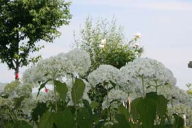 Hortensie Annabelle